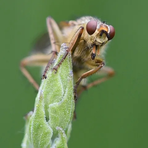 A golden dung fly, Scathophaga stercoraria, perched on a lavender in Vacaville, Calif. (Photo by Kathy Keatley Garvey)