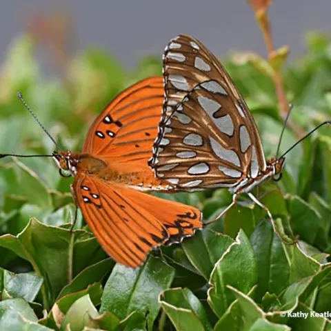 This entry accepted into the 2021 International Insect Salon features Gulf Fritillaries, Agraulis vanillae, and is titled "Keeping Busy." (Photo by Kathy Keatley Garvey)