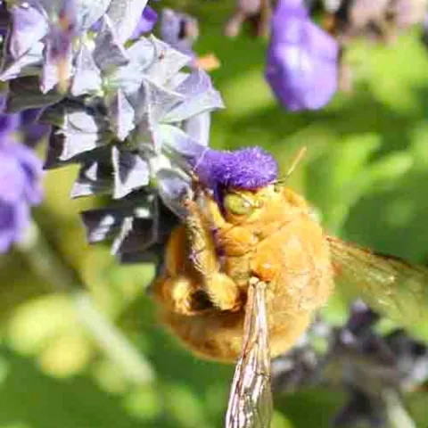 Male carpenter bee, Michelle Graydon