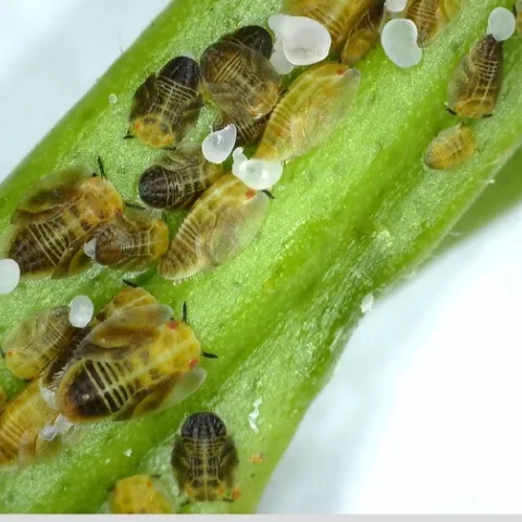 acp nymphs and adults