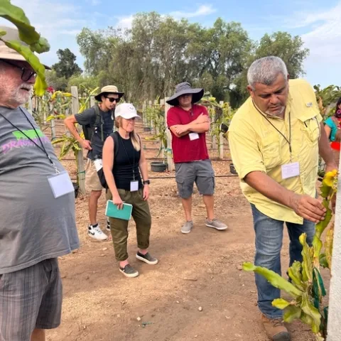 Ramiro Lobo (derecha) hace una demostración, en el Rancho Wallace en Bonsall, sobre cómo controlar las hojas de pitahaya/fruta del dragón mientras crecen. Todas las fotografías fueron tomadas por Saoimanu Sope.