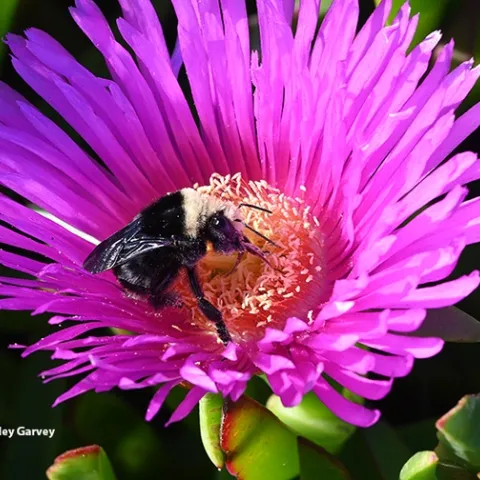 A queen bumble bee, Bombus vosenenskii, sipping nectar from an ice plant at Bodega Bay on Oct. 19, 2022. (Photo by Kathy Keatley Garvey)