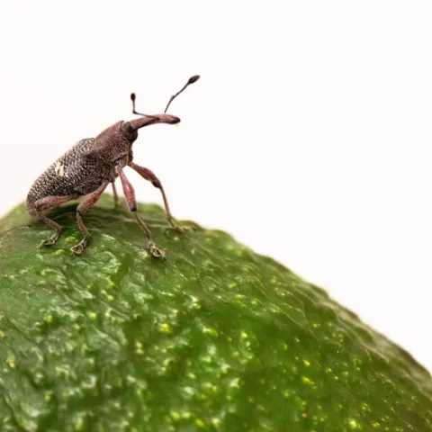 Acercamiento a un gorgojo del aguacate, una plaga escurridiza que pasa la mayor parte de su tiempo en las profundidades del fruto. Fotografía por Mike Lewis/UC Riverside