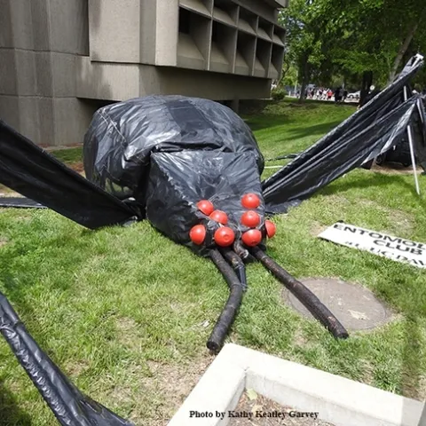 Larger-than-life decoration of a black widow spider made with plastic.