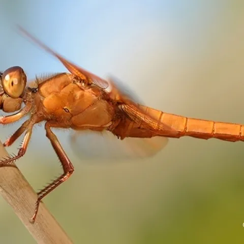 A red flameskimmer dragonfly, Libellula saturata, perches on a bamboo stake in a Vacaville garden. (Photo by Kathy Keatley Garvey)