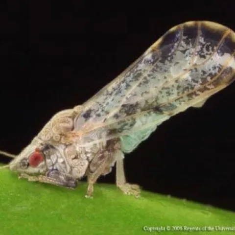 Asian citrus psyllid on leaf