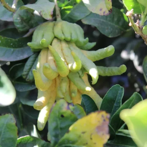 LREC buddah hand 2 10 22