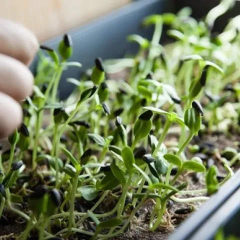 Microgreen. photos by Kathy Craig