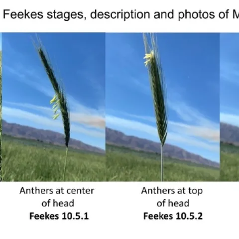 Images of Merced rye at various stages of anthesis.