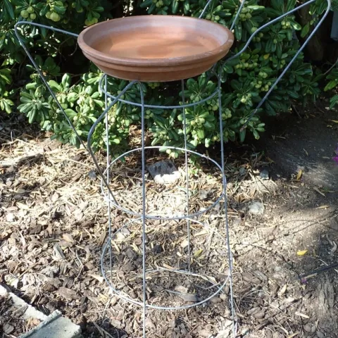 The empty jay bathtub (on a repurposed tomato frame). photo by Patricia Matteson