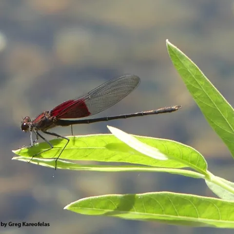 This is an American rubyspot, Hetaerina americana, photographed at a small stream in the inner Coast Range. (Photo by Greg Kareofelas)