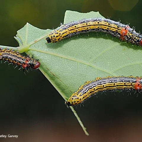 An example of insect-plant interaction: a red-humped caterpillar, Schizura concinna, munching on a Western redbud leaf. This insect is found throughout much of the United States. (Photo by Kathy Keatley Garvey)