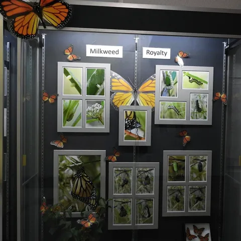 Larry Snyder's monarch photography display in the hallway opposite the entrance to the Bohart Museum of Entomology, Academic Surge Building.