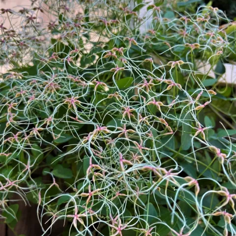 Clematis Seedheads. photo by Melinda Nestlerode