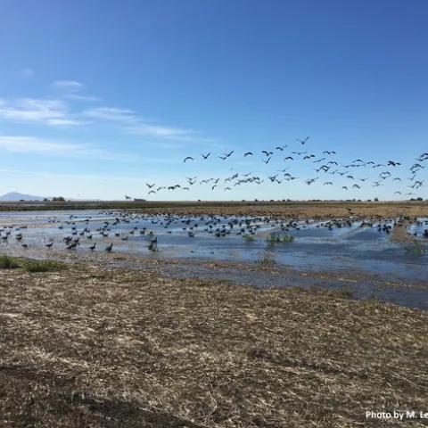 Winter flood up MLM credit