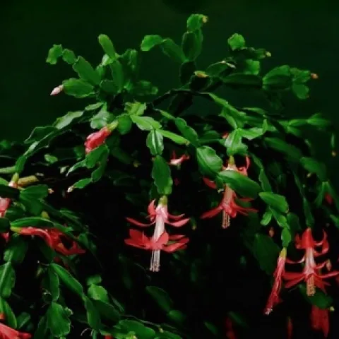 Photo of Schlumbergera species plant