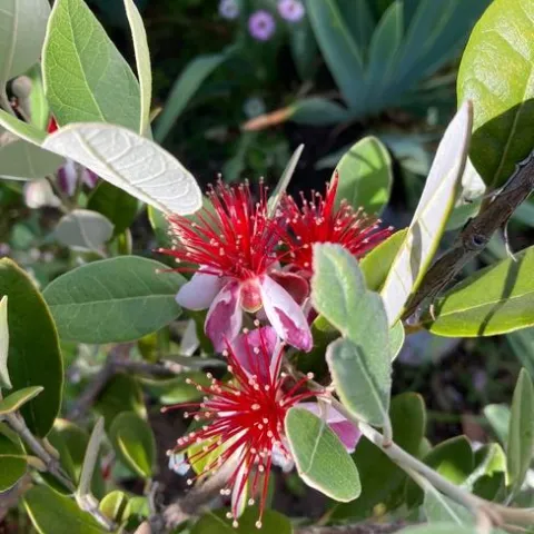 Pineapple guava showing different aspects of its oval leaves