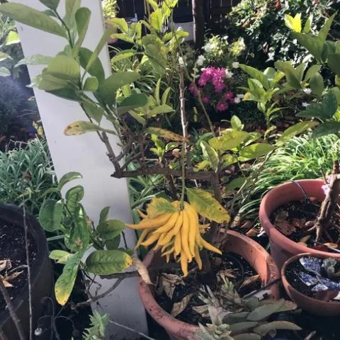 Buddha's Hand Tree. photos by Karen Metz