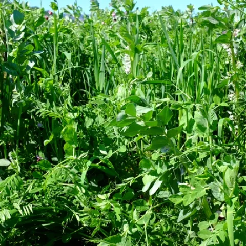 A lush, green, legume-cereal cover crop mix in a field.