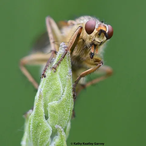 This image of a golden dung fly, taken in Vacaville, Calif., won the Entomological Society of America medal at the 64th annual international Insect Salon. (Photo by Kathy Keatley Garvey)
