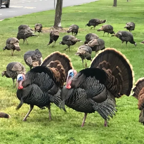 Male turkey toms roaming a neighborhood. Credit: Karey Windbiel-Rojas.