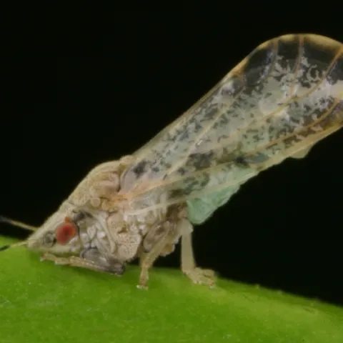 An adult Asian citrus psyllid