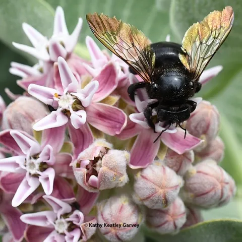 A female carpenter bee, Xylocopa sonorina, also known as the Valley carpenter bee, forages on showy milkweed, Asclepias speciosa. This is one of the bees that the Rachel Vannette lab studied. (Photo by Kathy Keatley Garvey)