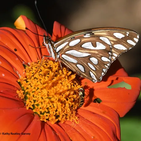 A syprhid fly and a Gulf Fritillary sharing a Mexican sunflower, Tithonia rotundifola. (Photo by Kathy Keatley Garvey)
