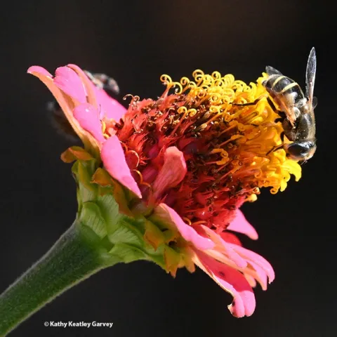 A syrphid fly touches down on a zinnia, unaware of a stalking jumping spider. (Photo by Kathy Keatley Garvey)