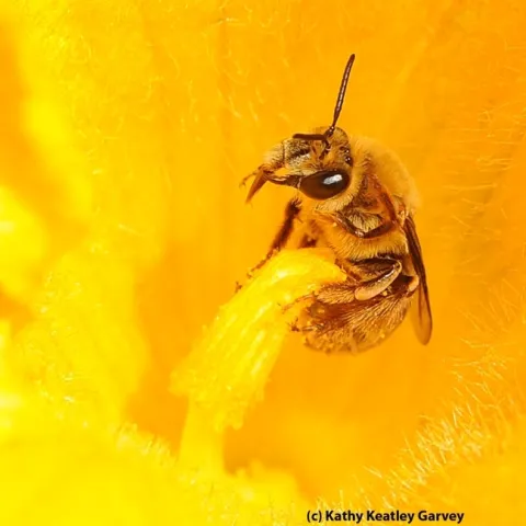 A squash bee, Peponapis pruinosa, pollinating a squash blossom. (Photo by Kathy Keatley Garvey)