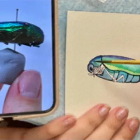 This is what art enthusiasts can expect to see when they attend the Entomology (ENT) 001 Art Show: "Insects in the Anthropocene," on Tuesday, Nov. 29 at UC Davis.