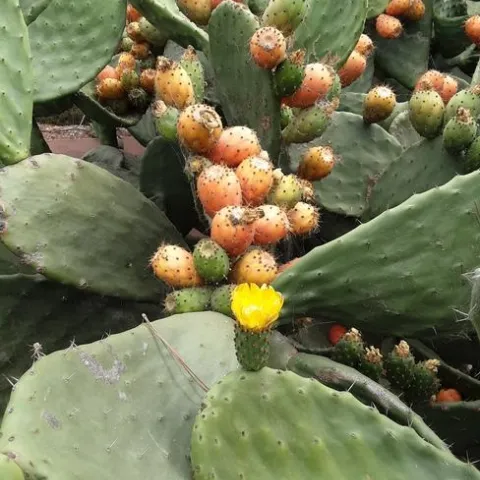 Photo by Phyllis Molnar