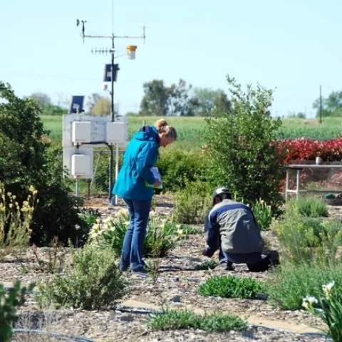 Karrie Reid y el asistente de estudiantes Eric Lee recolectan información sobre el crecimiento de plantas para el Proyecto de Pruebas sobre Riego para Plantas de Paisajes de UC