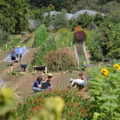 Five people work in fields of crops and trees. Sunflowers grow in the foreground