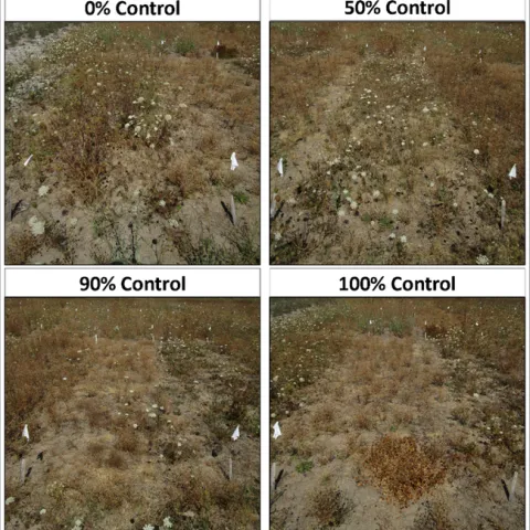 Figure 2. Plots exemplifying different levels of wild carrot control within trials at wild carrot flowering in mid-August. Note the many mature plants in 0% control (check treatment), with a second cohort of later-germinating plants in full flower.