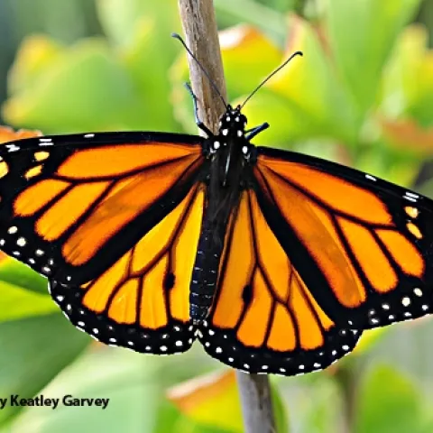 Black and orange monarch butterfly with wings spread out.