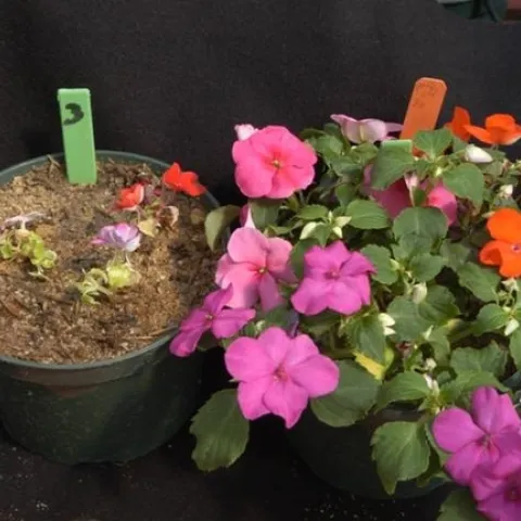 mulch effect on plant growth dead