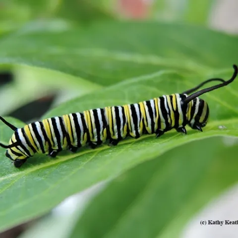 Yellow, black and white striped caterpillar on a leaf.