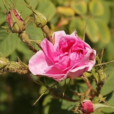 Bulgarian rose (wikimediacommons.org)