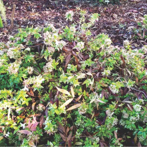 Pruned Abelia