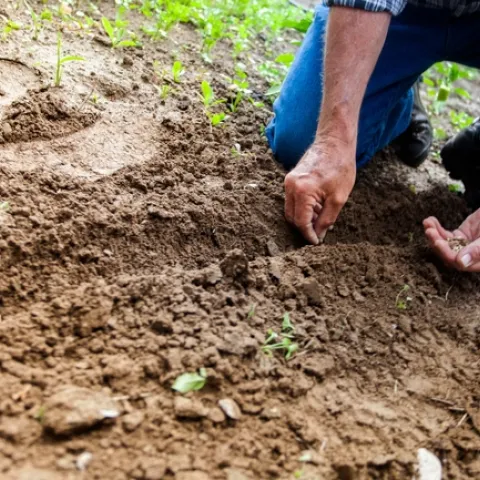 Person planting seeds in soil