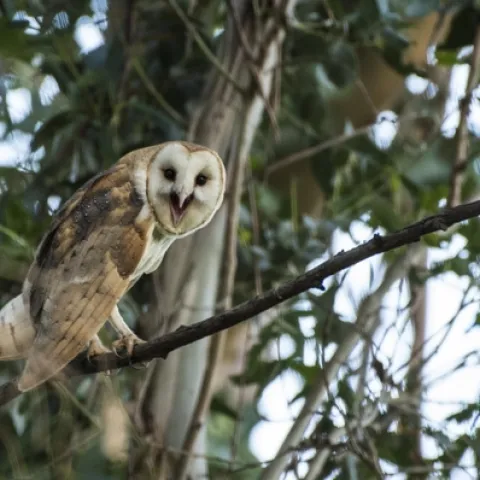 barn owl