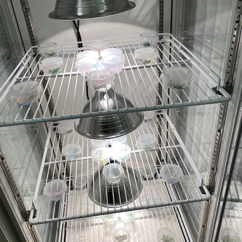 Gary Ge's experimental set up to test the effects of convective vs. radiant heating on Parnassius clodius larval development. (Photo by Gary Ge)