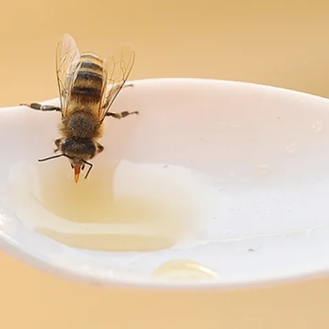 A honey bee sips honey from a plastic spoon. (Photo by Kathy Keatley Garvey)