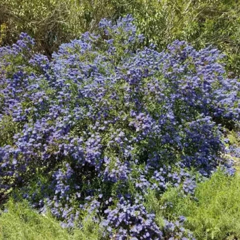 Ceanothus 'Concha,' Jeanette Alosi