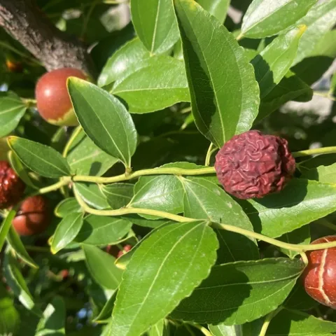 Photo by Jutta Thoerner