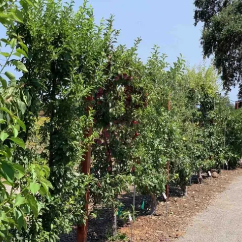 A espaliered fruit trees hedge provides shade while also creating a windbreak, Laura Kling