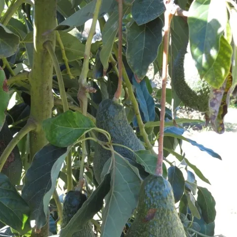 avocado stem damage