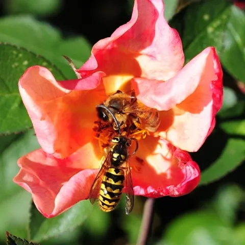A Western yellowjacket, Vespula pensylvanica, and a honey bee, Apis mellifera) sharing a rose in Davis, Calif. (Photo by Kathy Keatley Garvey)