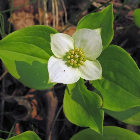 Cornus canadensis (bunchberry) Flickr.com James St. John